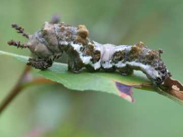 viceroy caterpillar