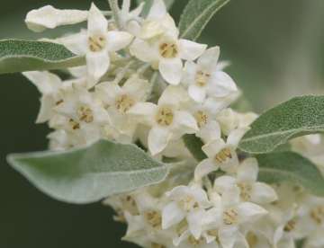 autumn olive flowers