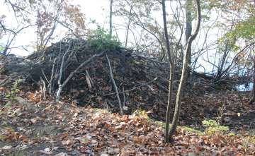 beaver lodge