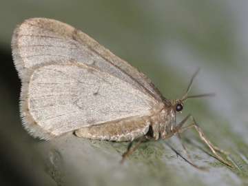 a moth in December