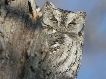 eastern screech owl