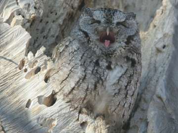 eastern screech owl, yawning