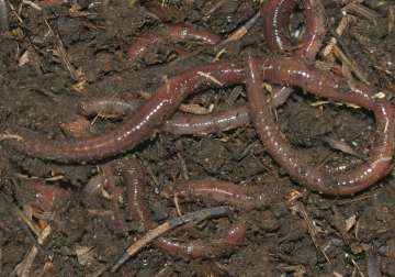 earthworms