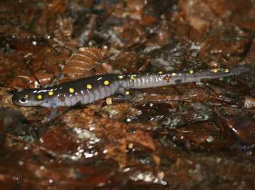 spotted salamander