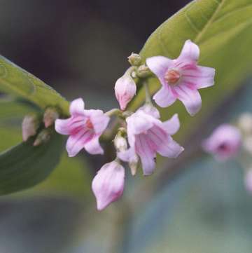 spreading dogbane flowers