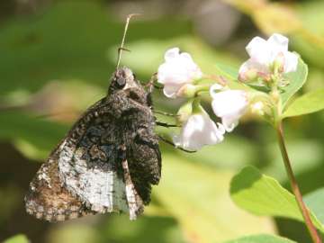 hoary edge skipper butterfly on spreading dogbane flower