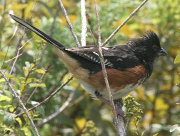 male towhee