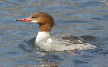 female common merganser