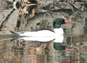 male common merganser