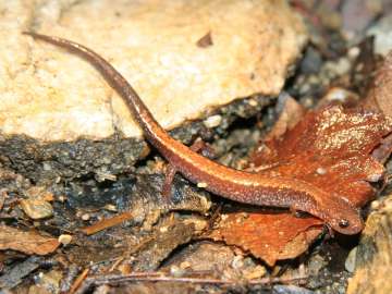 redback salamander