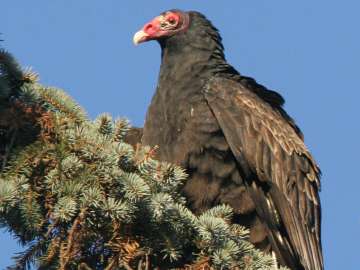 turkey vulture on branch
