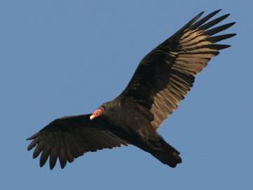  turkey vulture in air