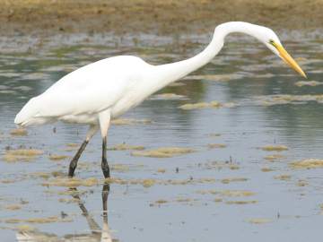 great egret