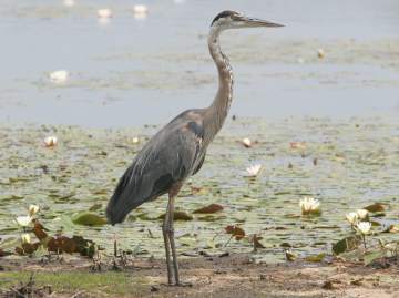 great blue heron