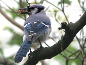 Nature: Blue jays eat and spread acorns, helping many oak trees grow