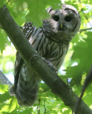 barred owl