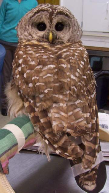 barred owl