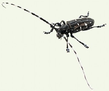 Asian Longhorned Beetle