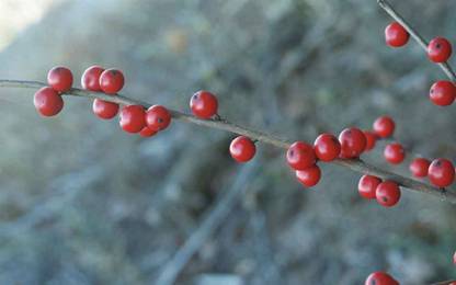 bright red berries