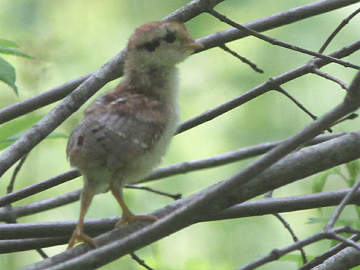 ruffed grouse chick