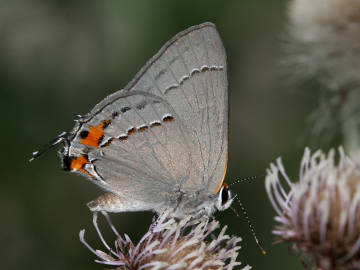 gray hairstreak