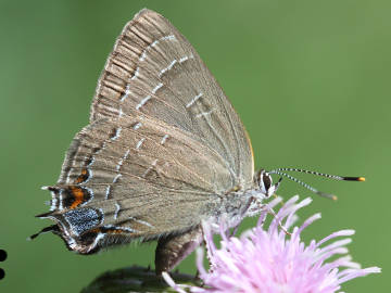 banded hairstreak.