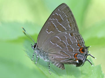 striped hairstreak.