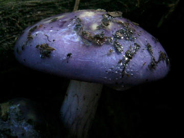 viscid violet cort mushroom
