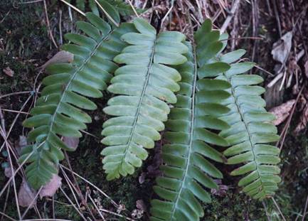 Christmas fern