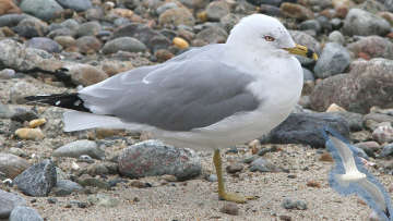 ring-billed gull