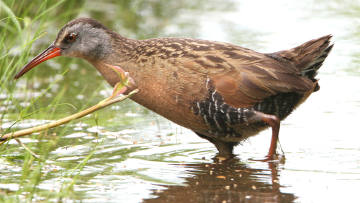 adult Virginia rail