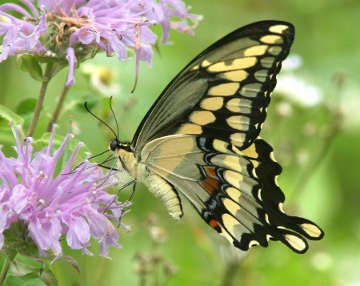 giant swallowtail - underside of wings
