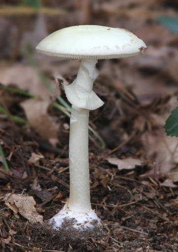 destroying angel