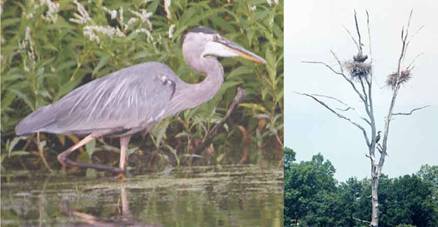 great blue herons