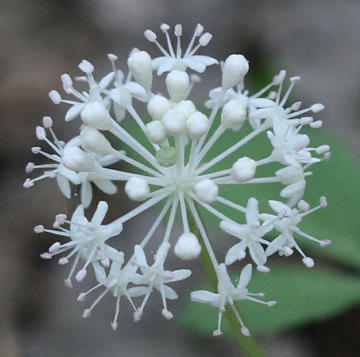 dwarf ginseng