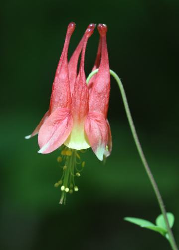 wild columbine