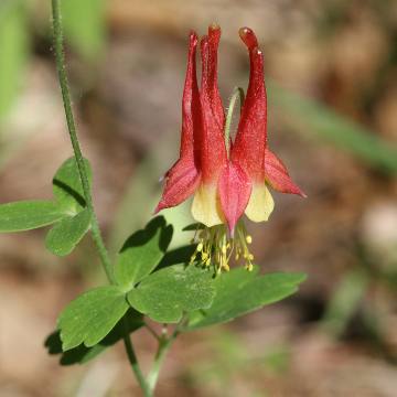 wild columbine