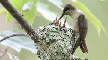 female ruby-throated hummingbird feeding chicks