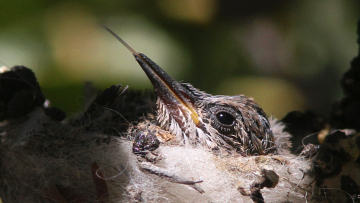 hummingbird chick