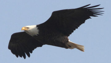 bald eagle flying