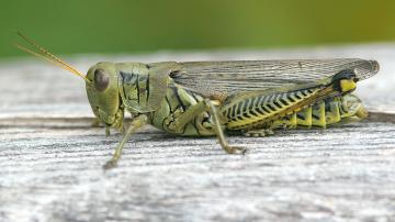 grasshopper wings