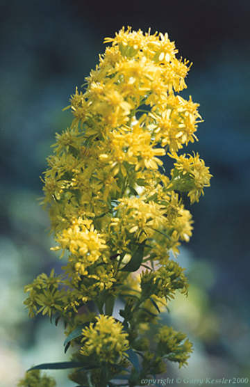 downy goldenrod