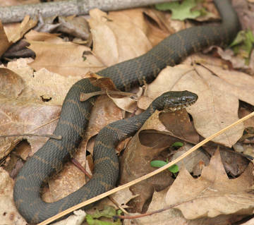 northern water snake