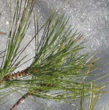 pine needles