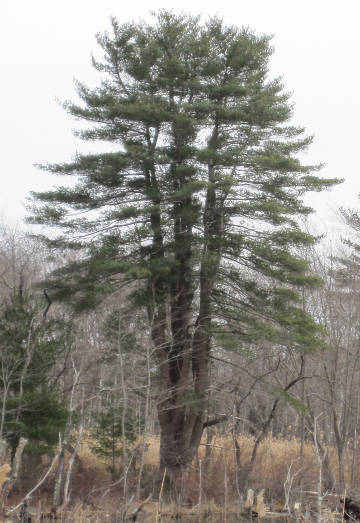 eastern white pine
