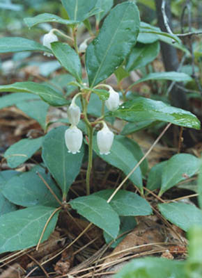 Blooming checkerberry