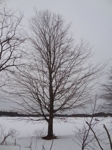 sugar maple tree