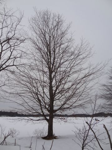 sugar maple tree spring