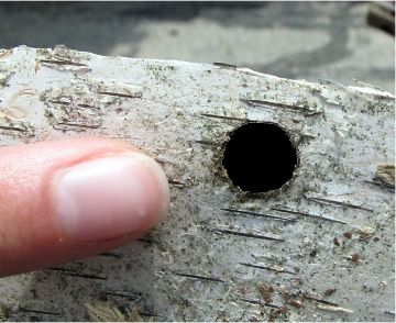 Asian longhorned beetle exit hole