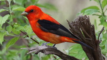 male scarlet tanager